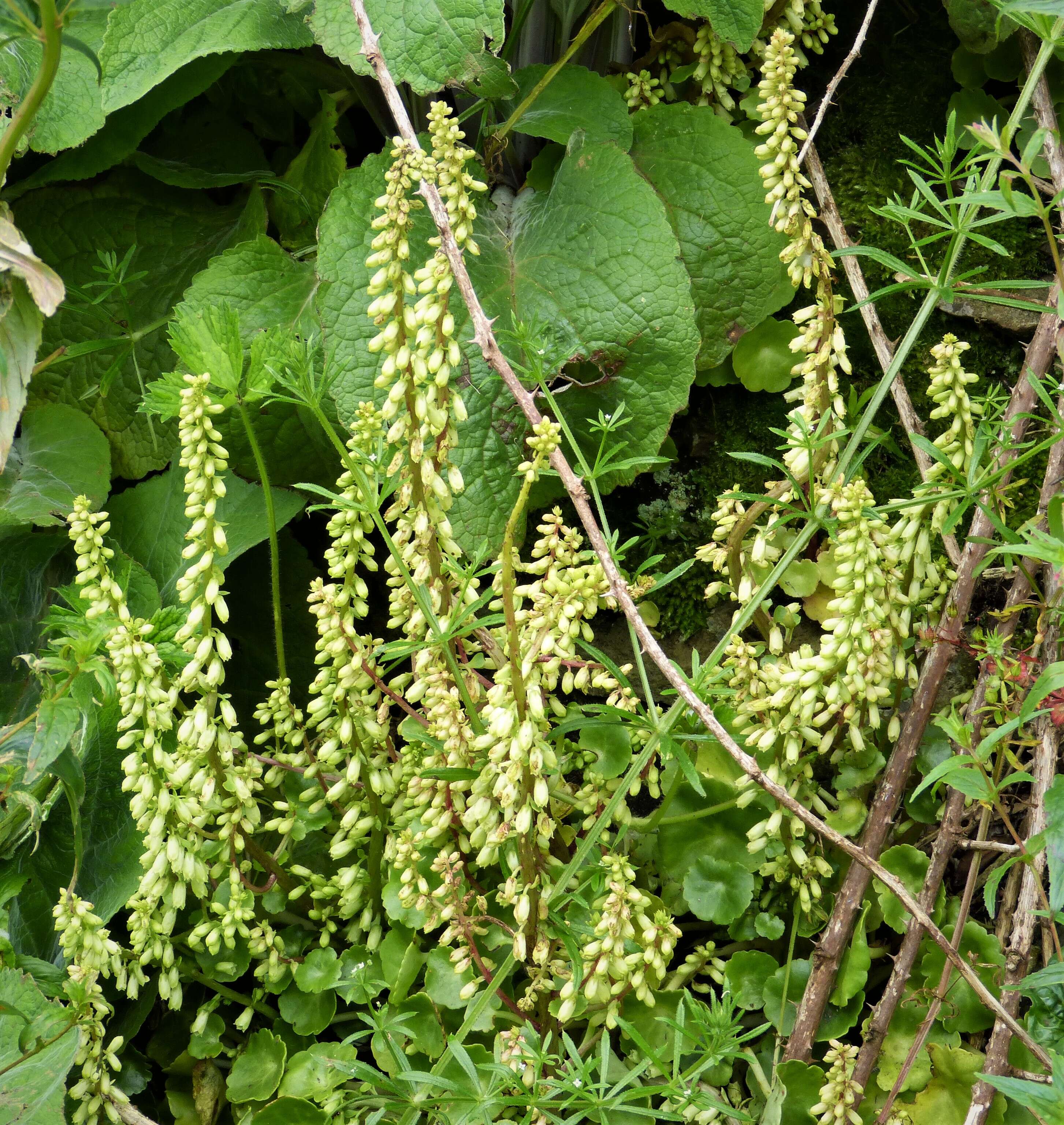 Image of Umbilicus rupestris (Salisb.) Dandy