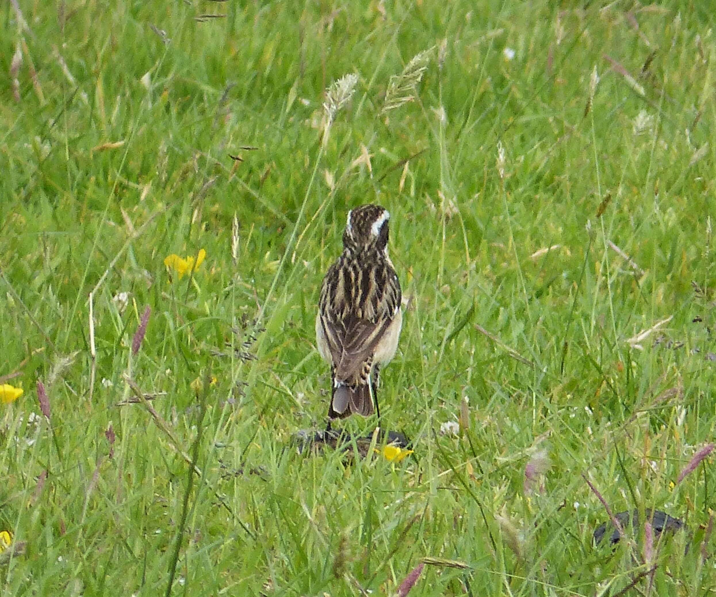 Image of Whinchat