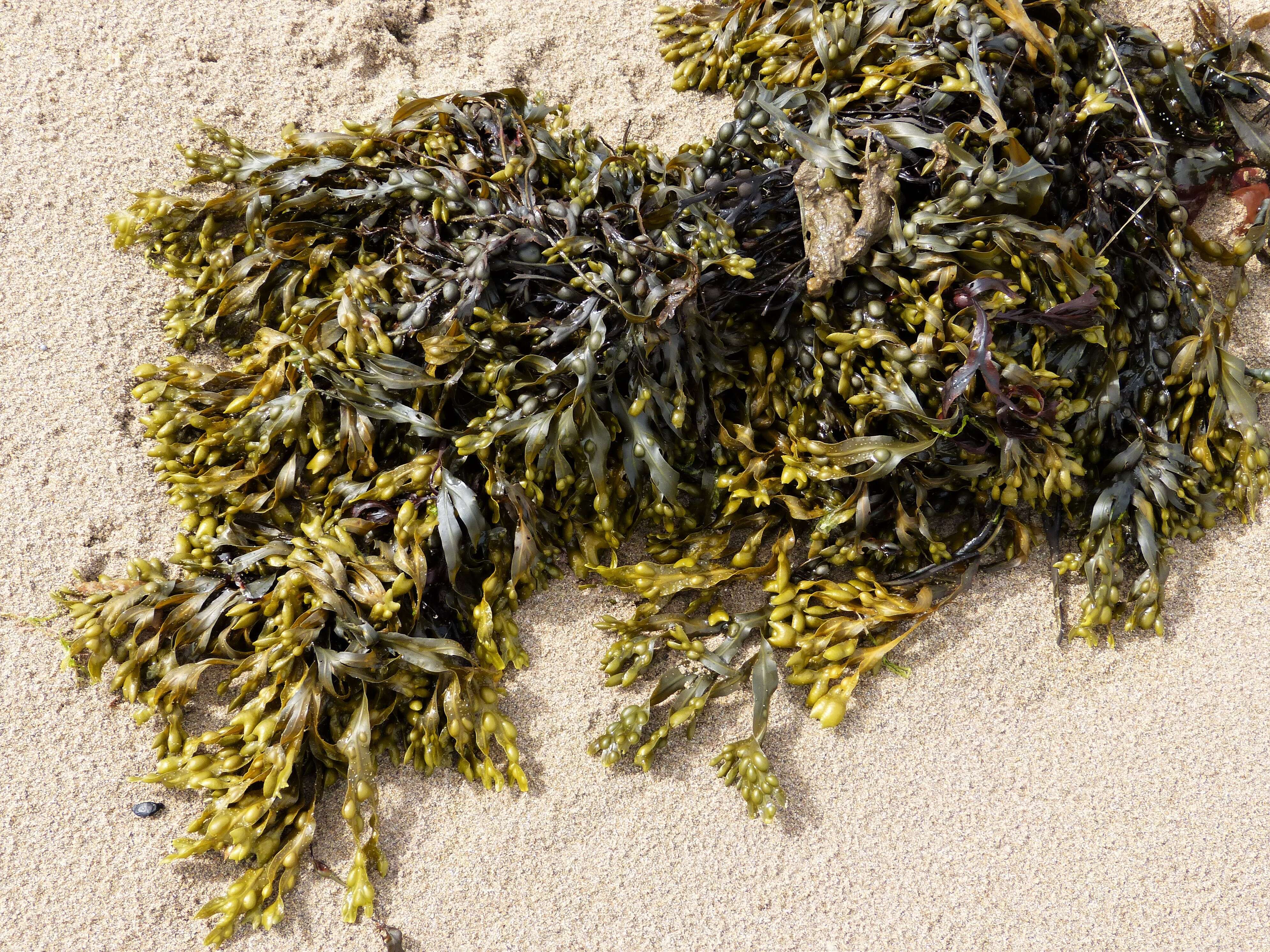 Image of Bladder Wrack