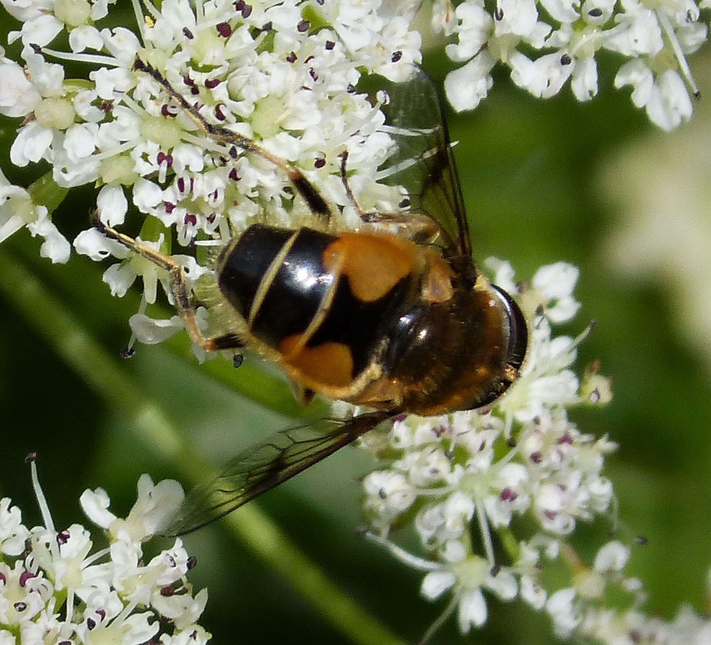 Image of <i>Eristalis horticola</i>