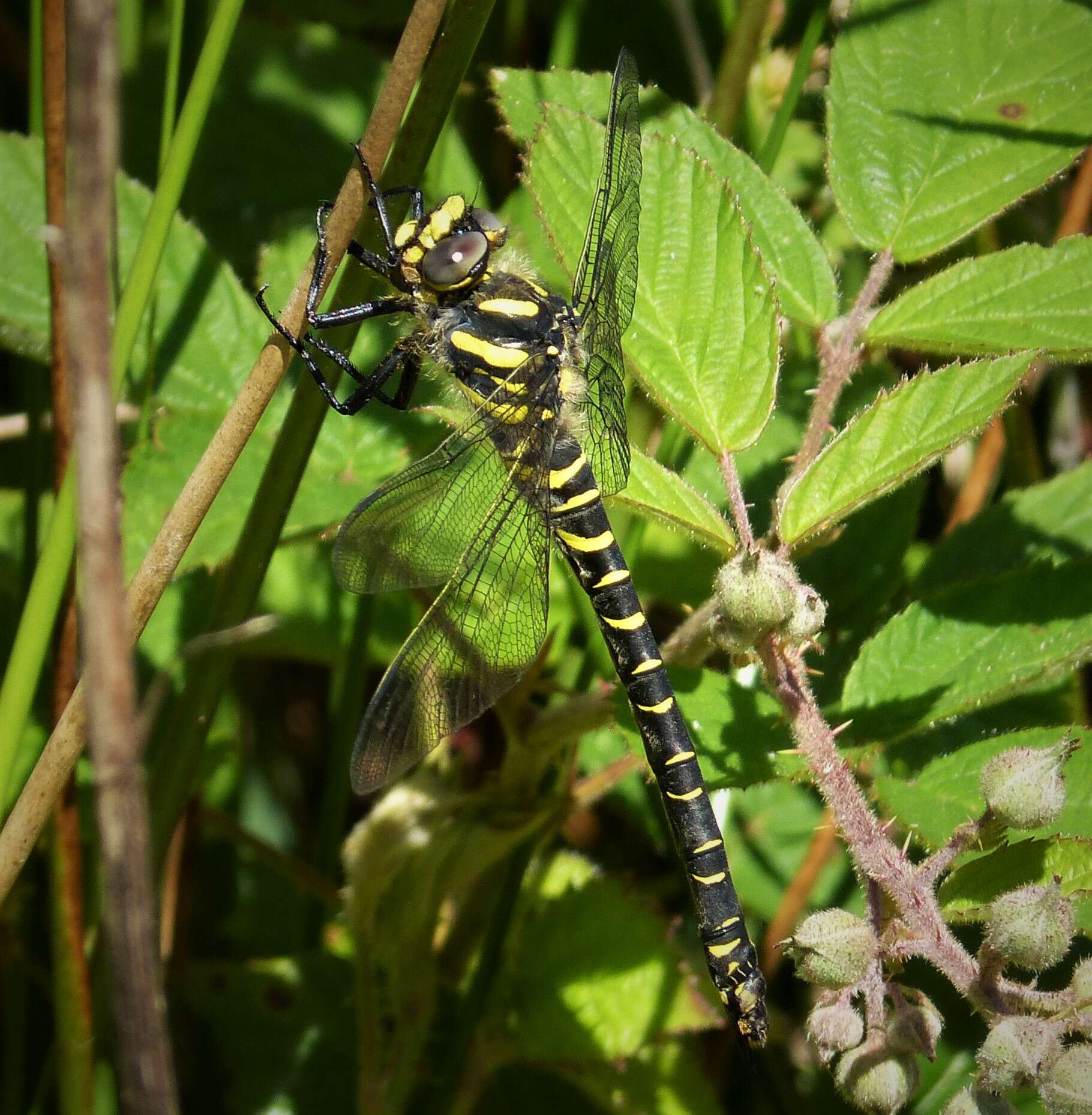 Image of golden-ringed dragonfly