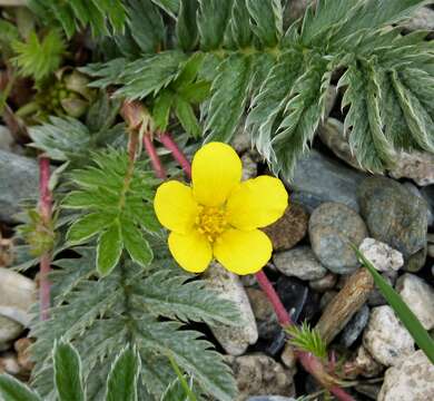 Image of silverweed cinquefoil