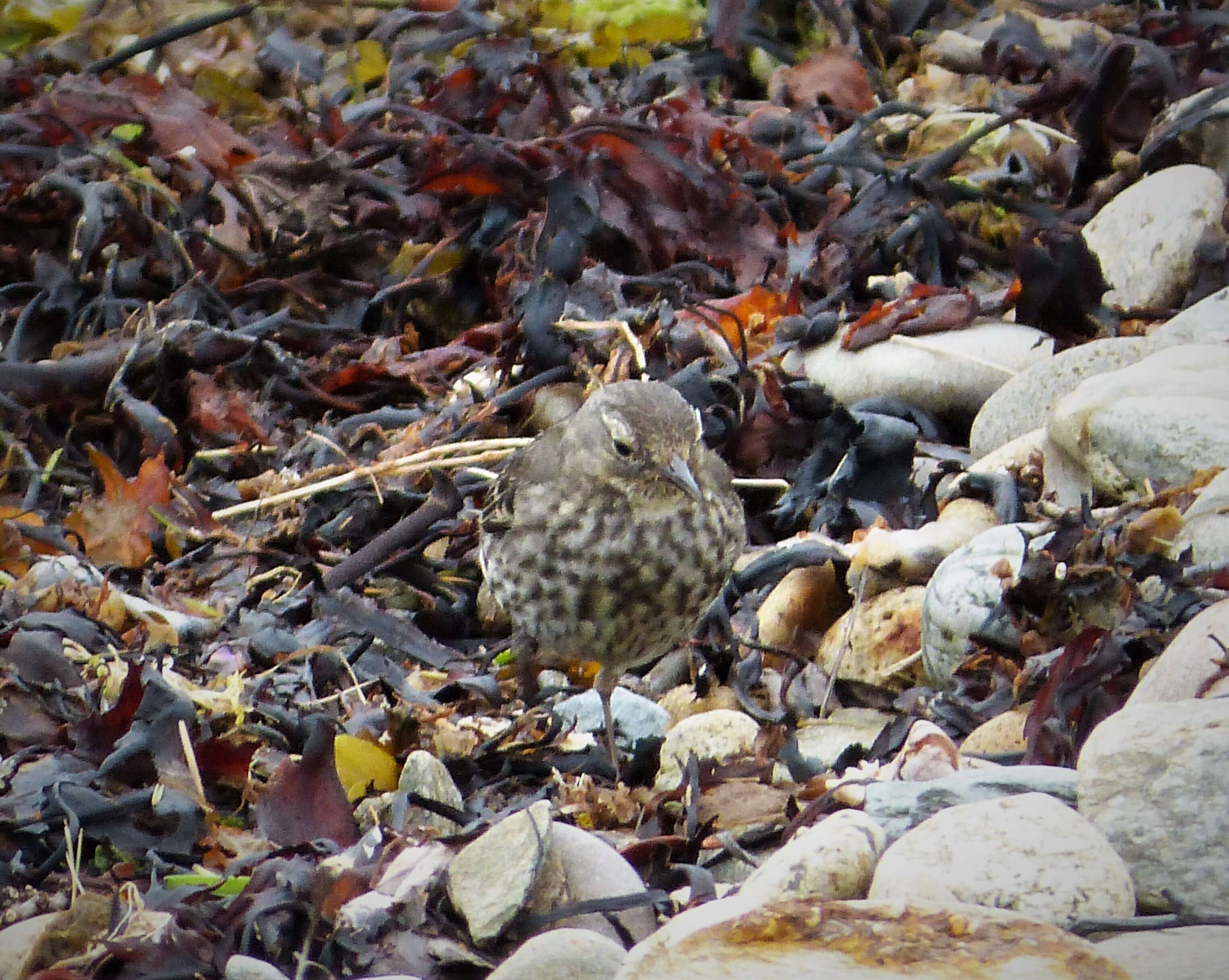 Anthus petrosus (Montagu 1798) resmi