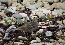 Anthus petrosus (Montagu 1798) resmi