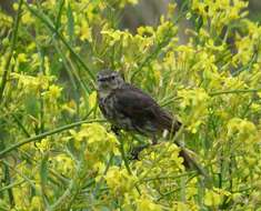 Anthus petrosus (Montagu 1798) resmi