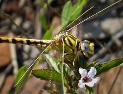 صورة Erpetogomphus designatus Hagen ex Selys 1858