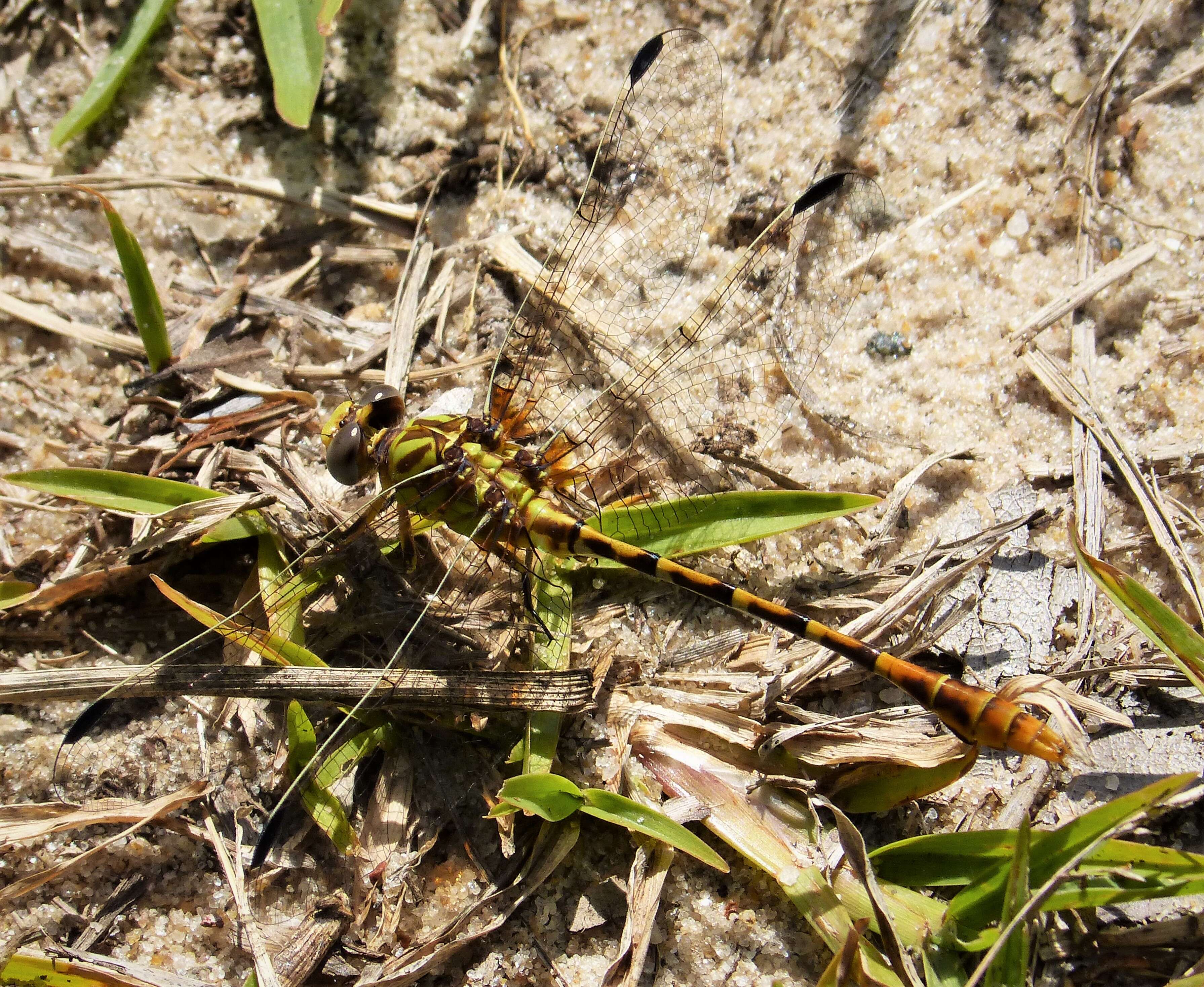 صورة Erpetogomphus designatus Hagen ex Selys 1858