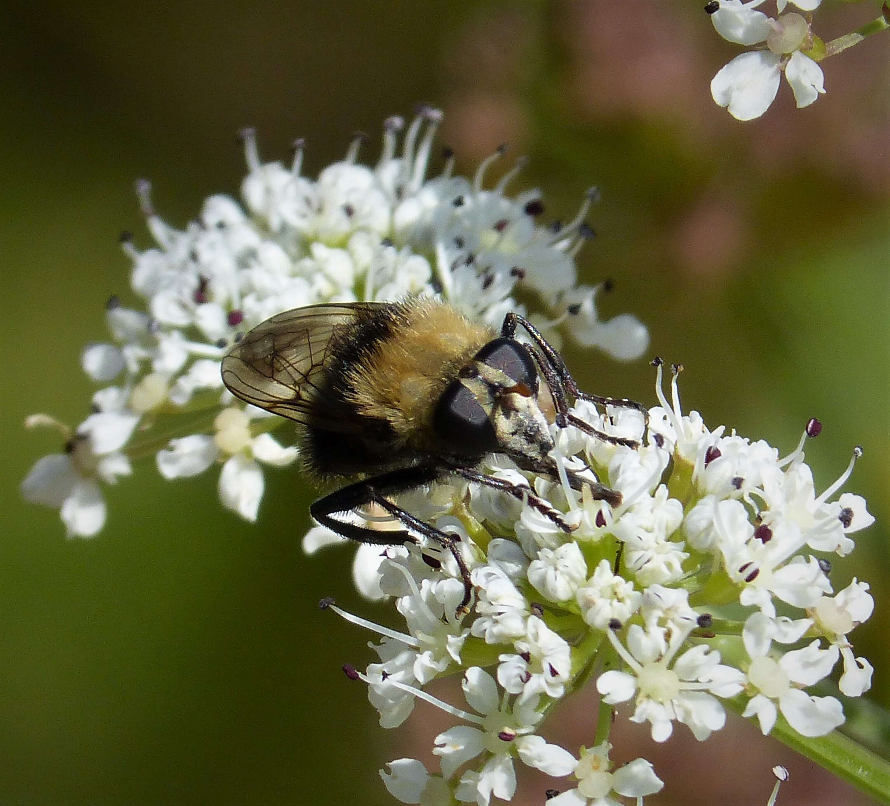 Image of Criorhina berberina (Fabricius 1805)