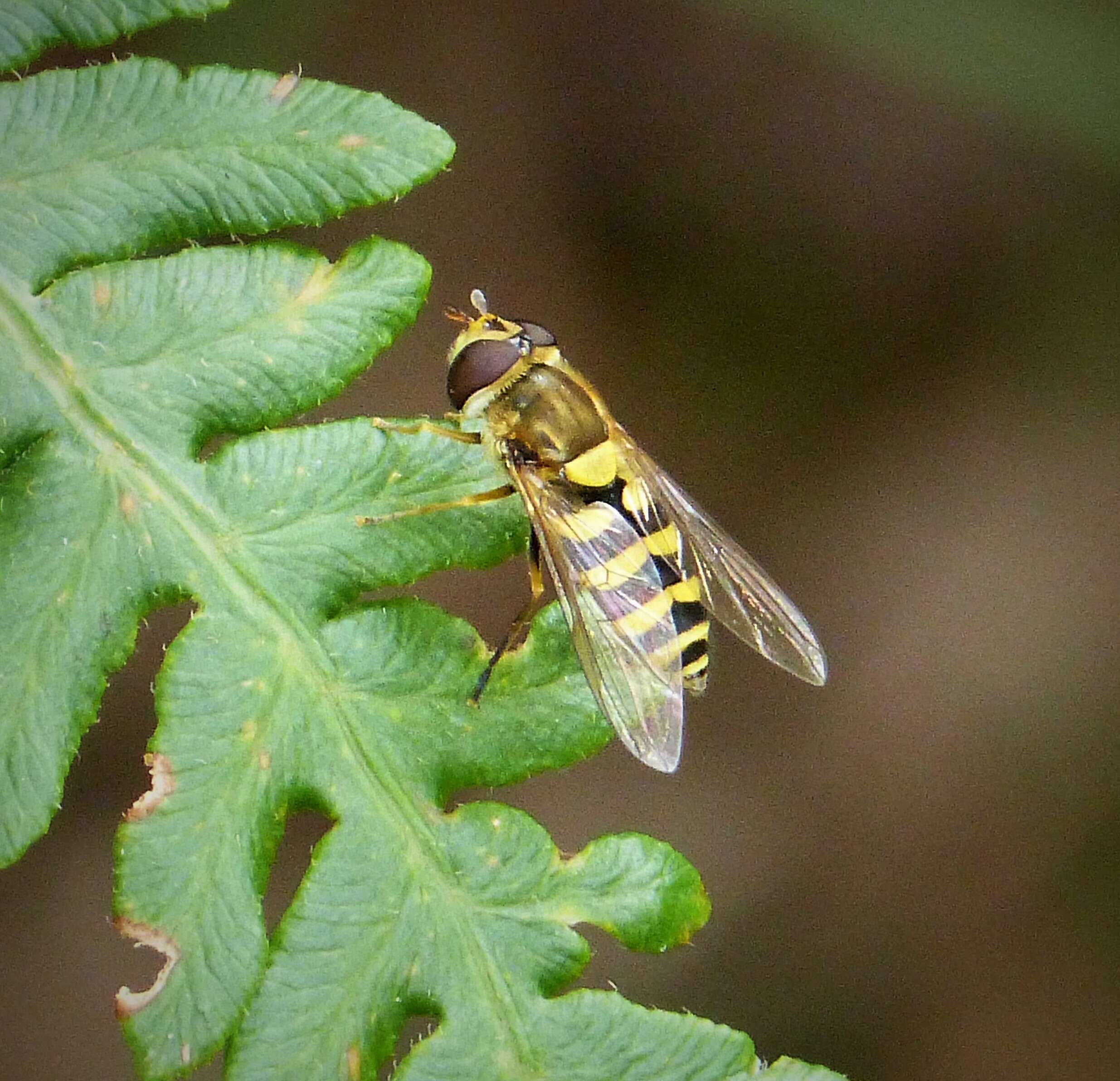 Image of Syrphus vitripennis Meigen 1822