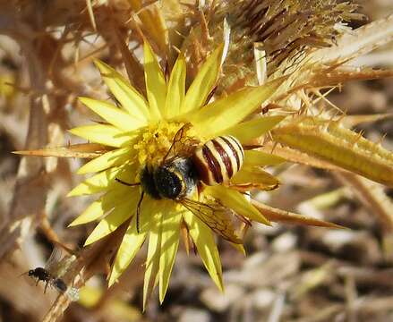 Image of leaf-cutter bees, mason bees, and relatives