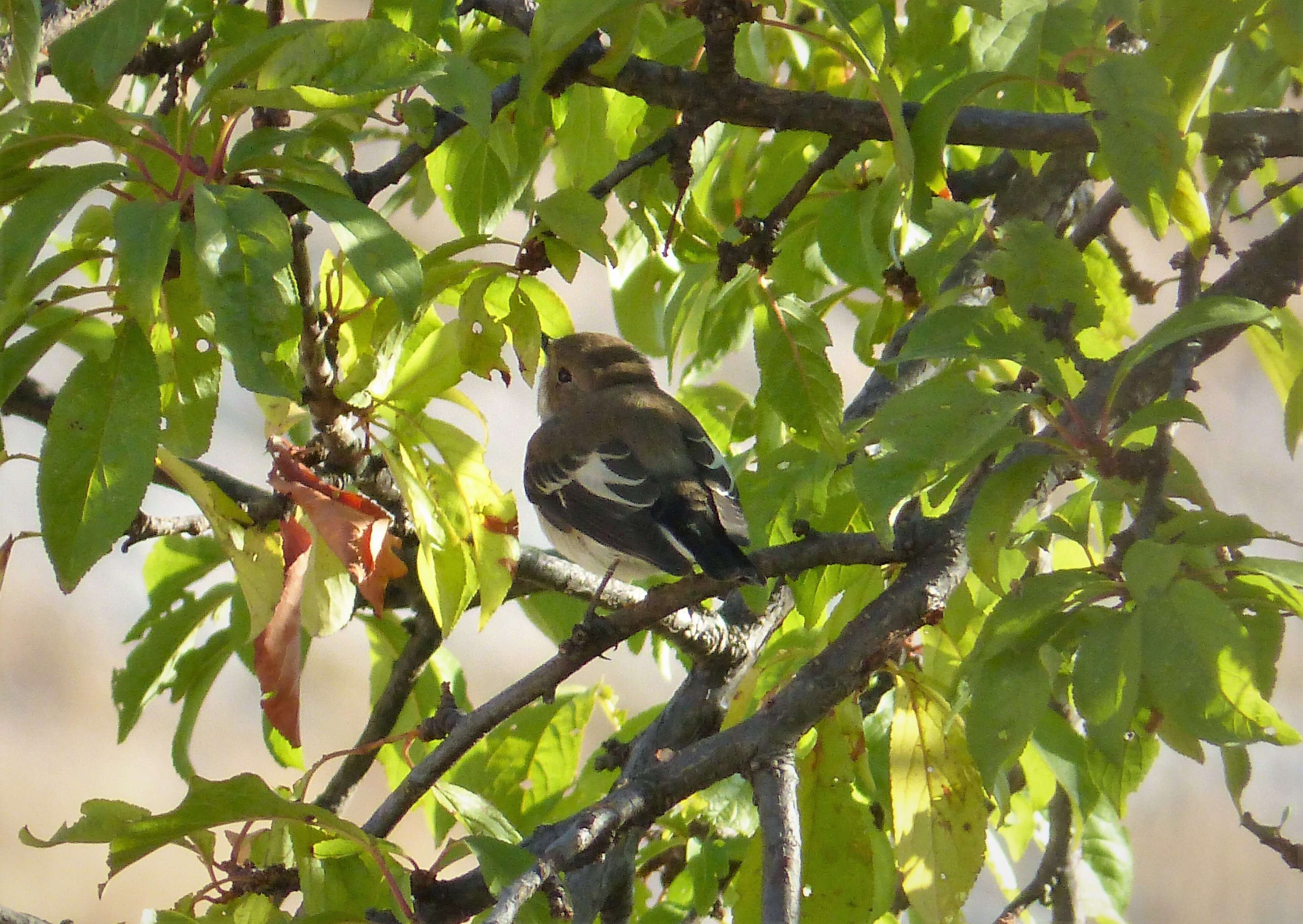 Image of Collared Flycatcher