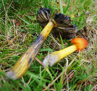 Sivun Hygrocybe nigrescens (Quél.) Kühner 1926 kuva