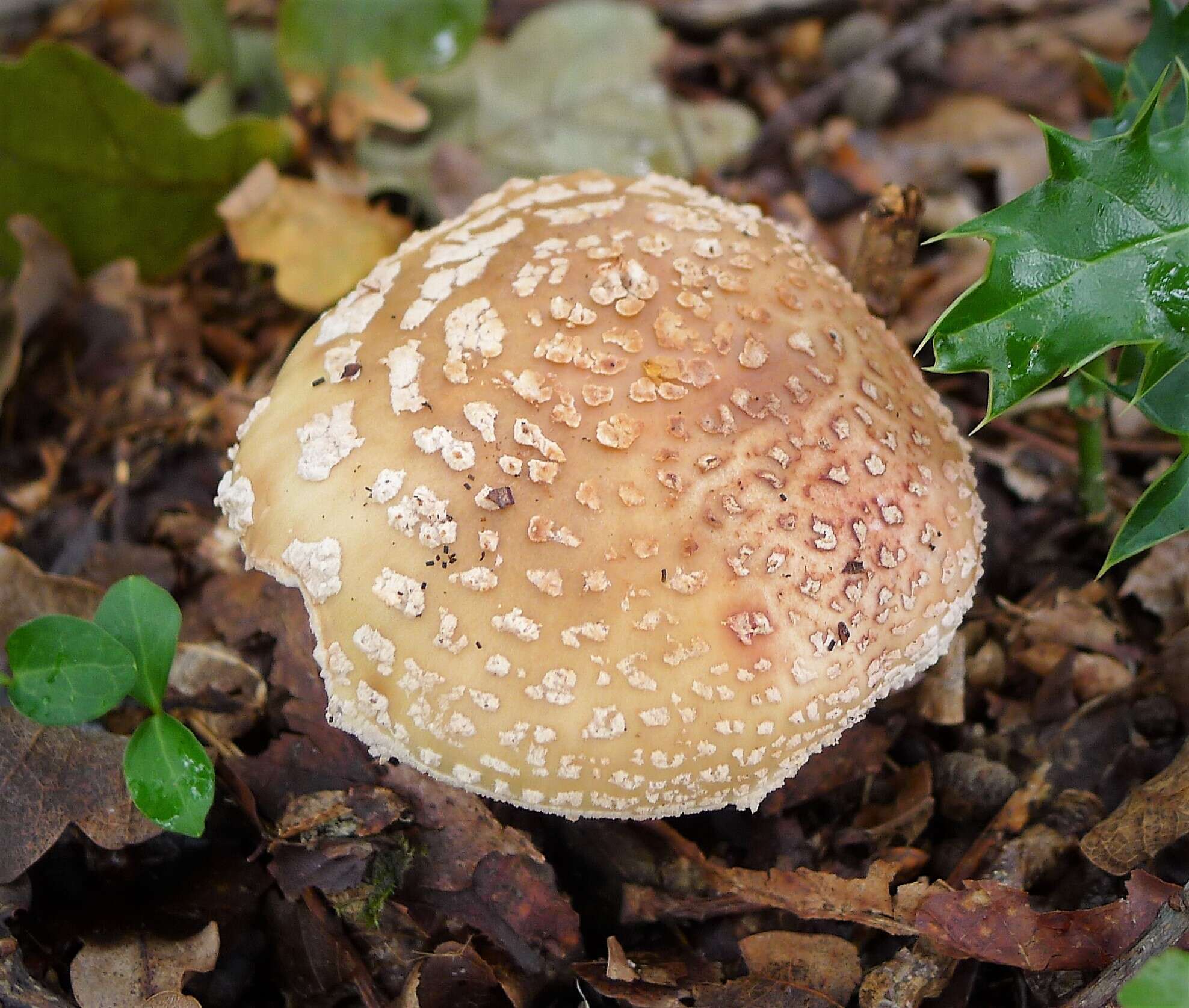 Image of Amanita franchetii (Boud.) Fayod 1889