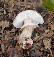 Image of Amanita franchetii (Boud.) Fayod 1889