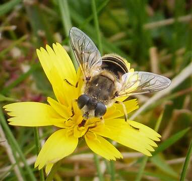 Imagem de Eristalis arbustorum (Linnaeus 1758)