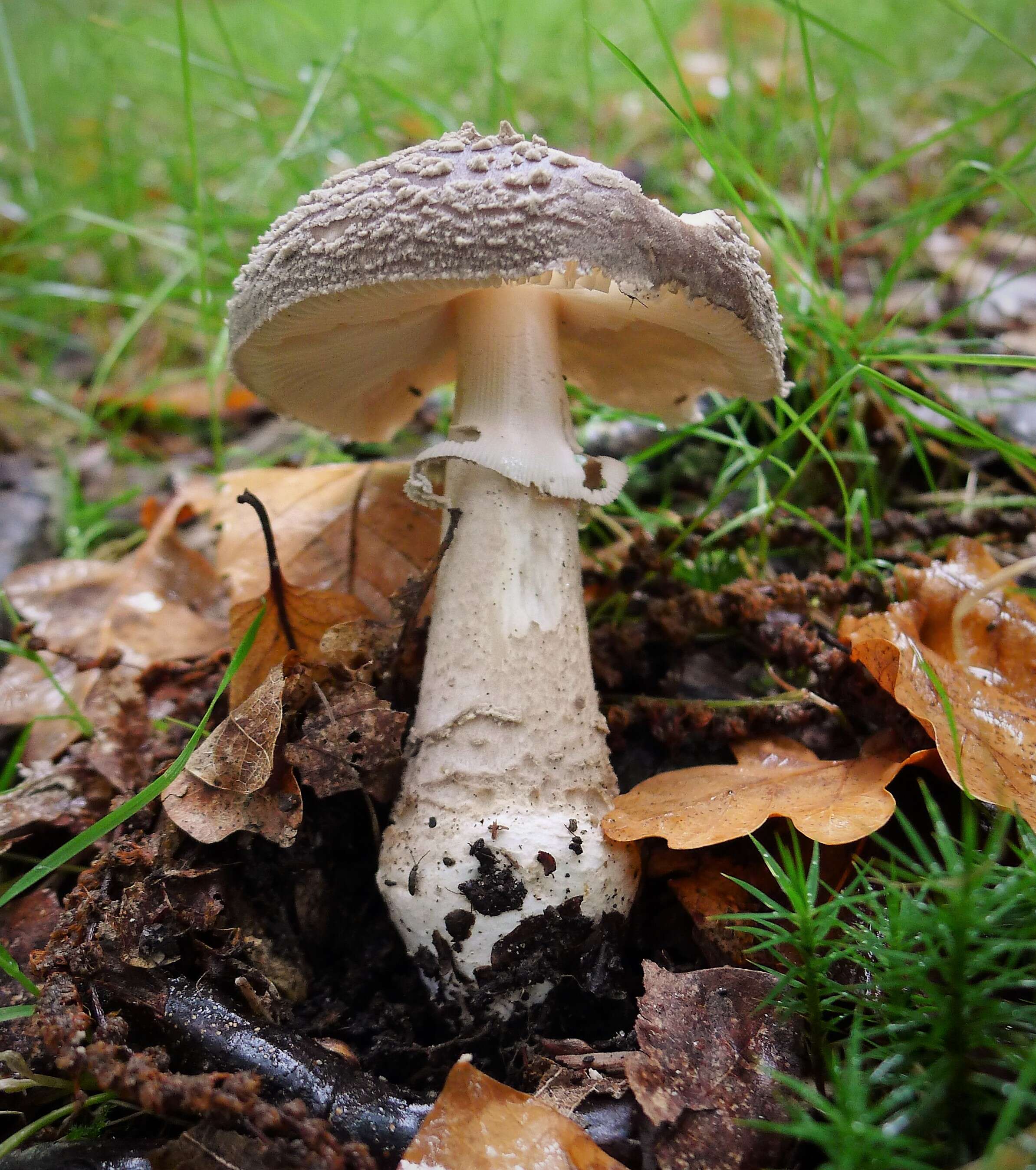 Image of Amanita rubescens Pers. 1797