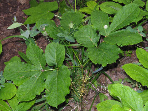 Aralia nudicaulis L.的圖片