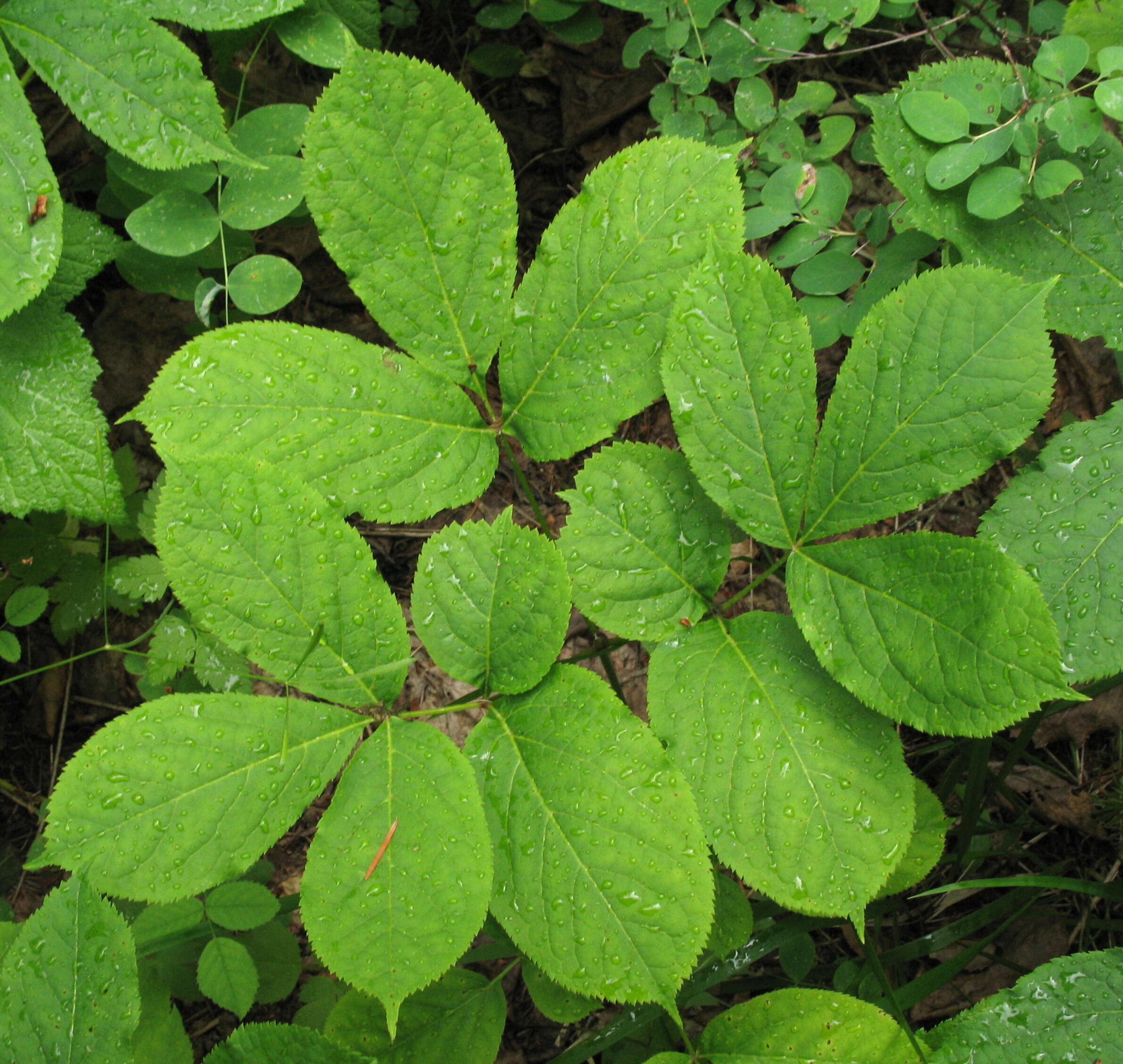 Image of wild sarsaparilla