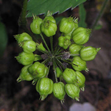 Aralia nudicaulis L.的圖片