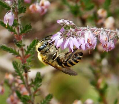 Colletes succinctus (Linnaeus 1758) resmi