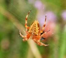 Image of Garden spider