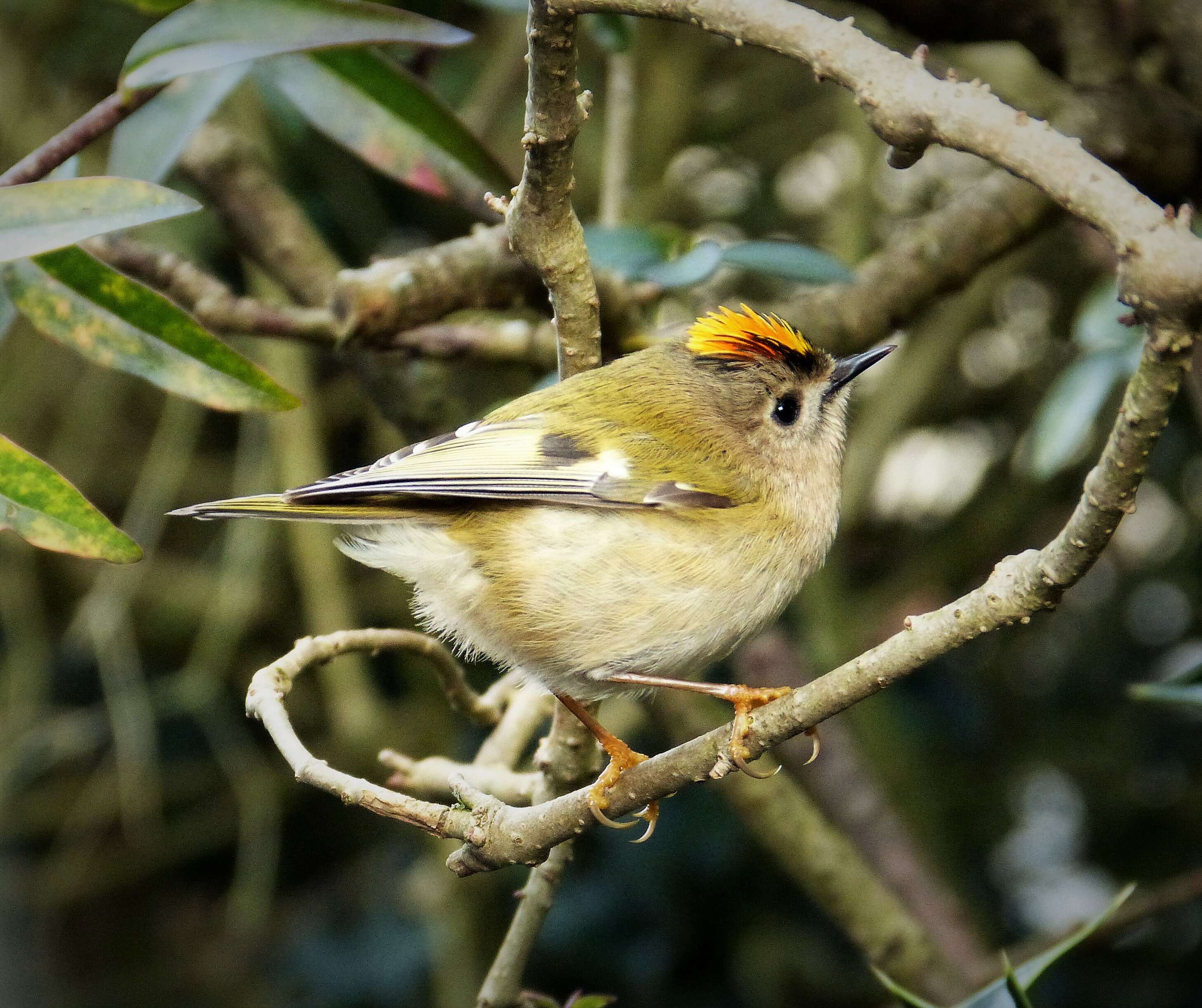 Image of Goldcrest