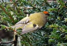 Image of Goldcrest