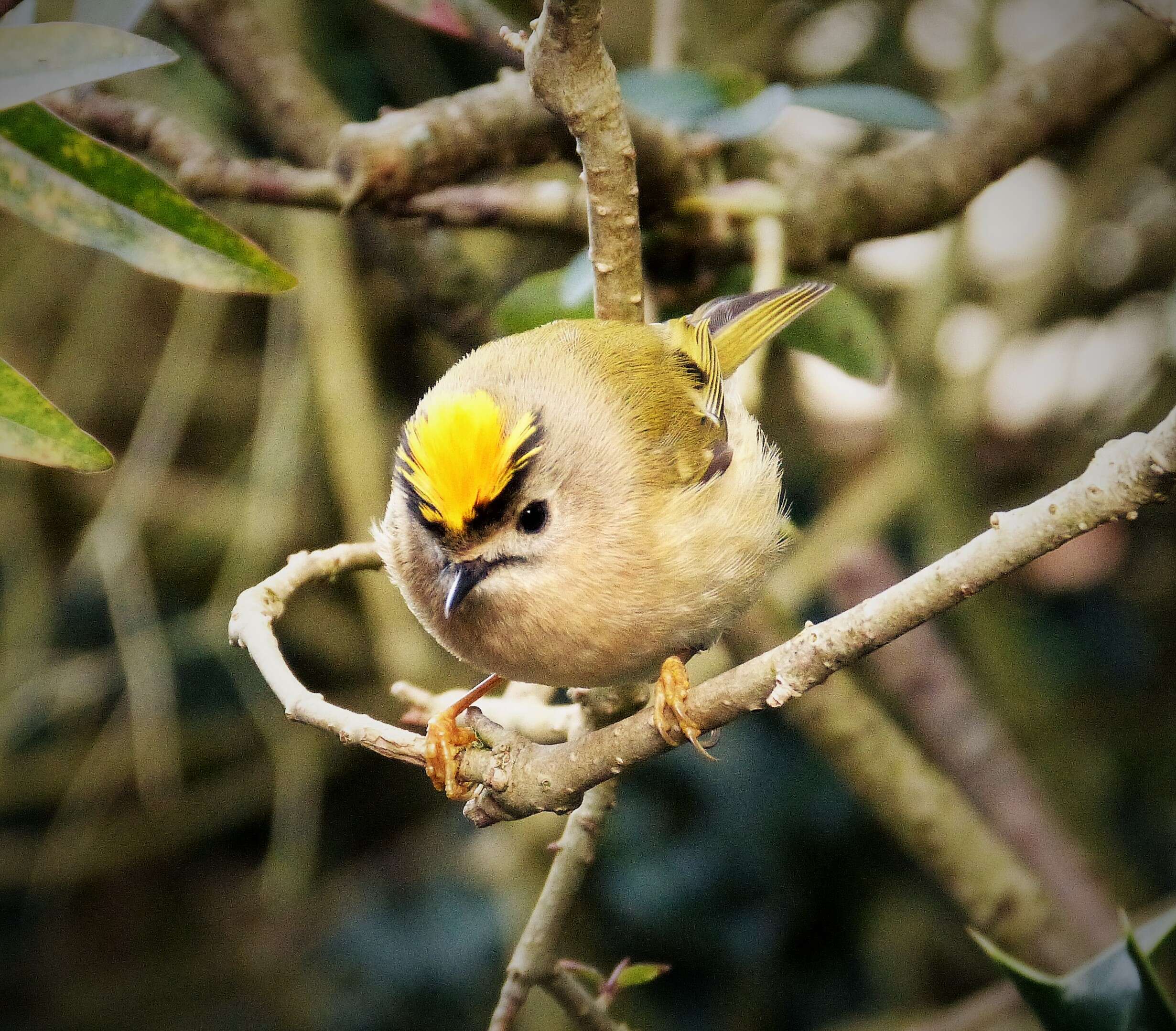 Image of Goldcrest