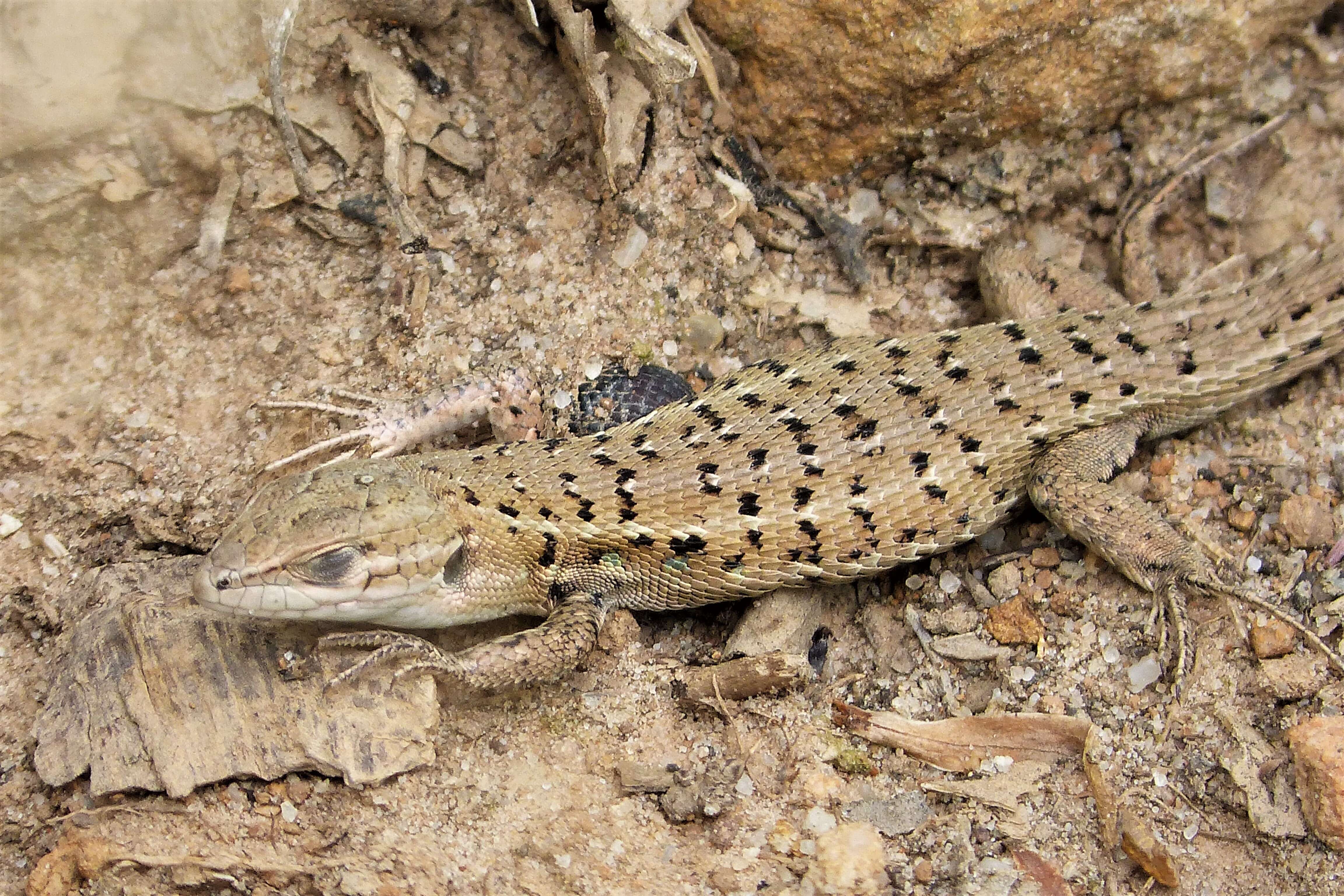 Image de Psammodromus hispanicus Fitzinger 1826