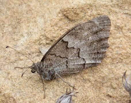 Image of Tree Grayling