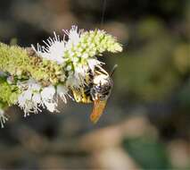 Image of European beewolf