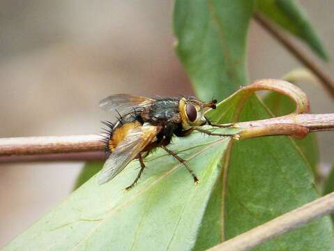 Image de Tachina fera (Linnaeus 1761)