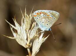 Image of common blue