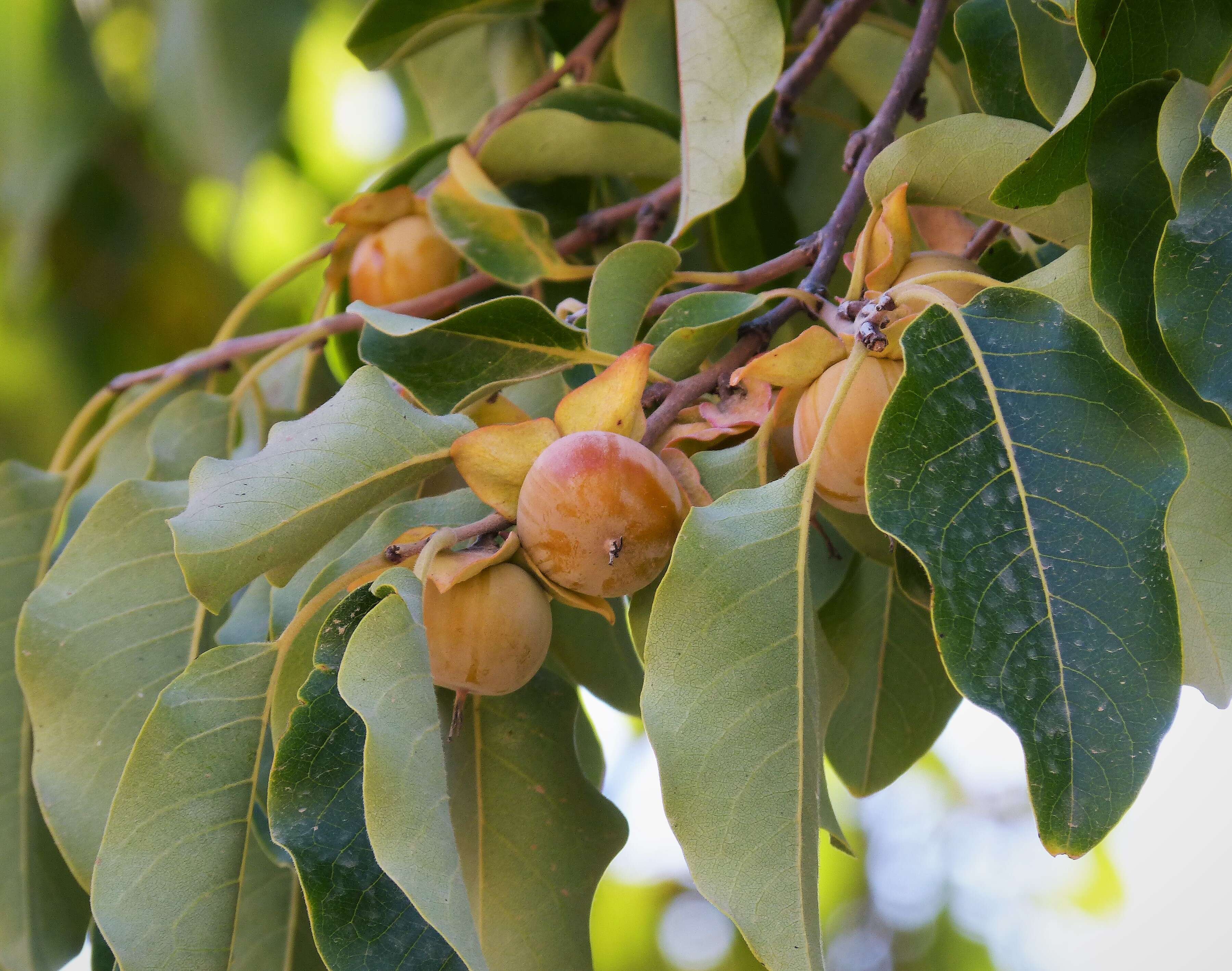 Image de Diospyros lotus L.