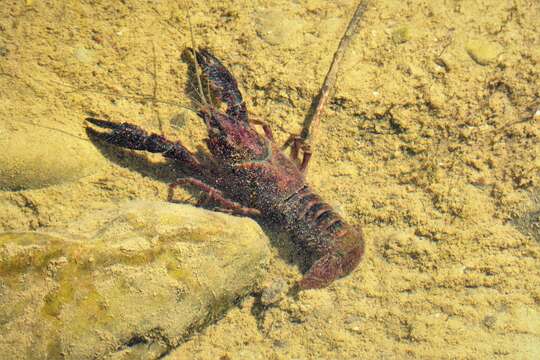 Image of Procambarus clarkii