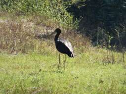 Image of Black Stork