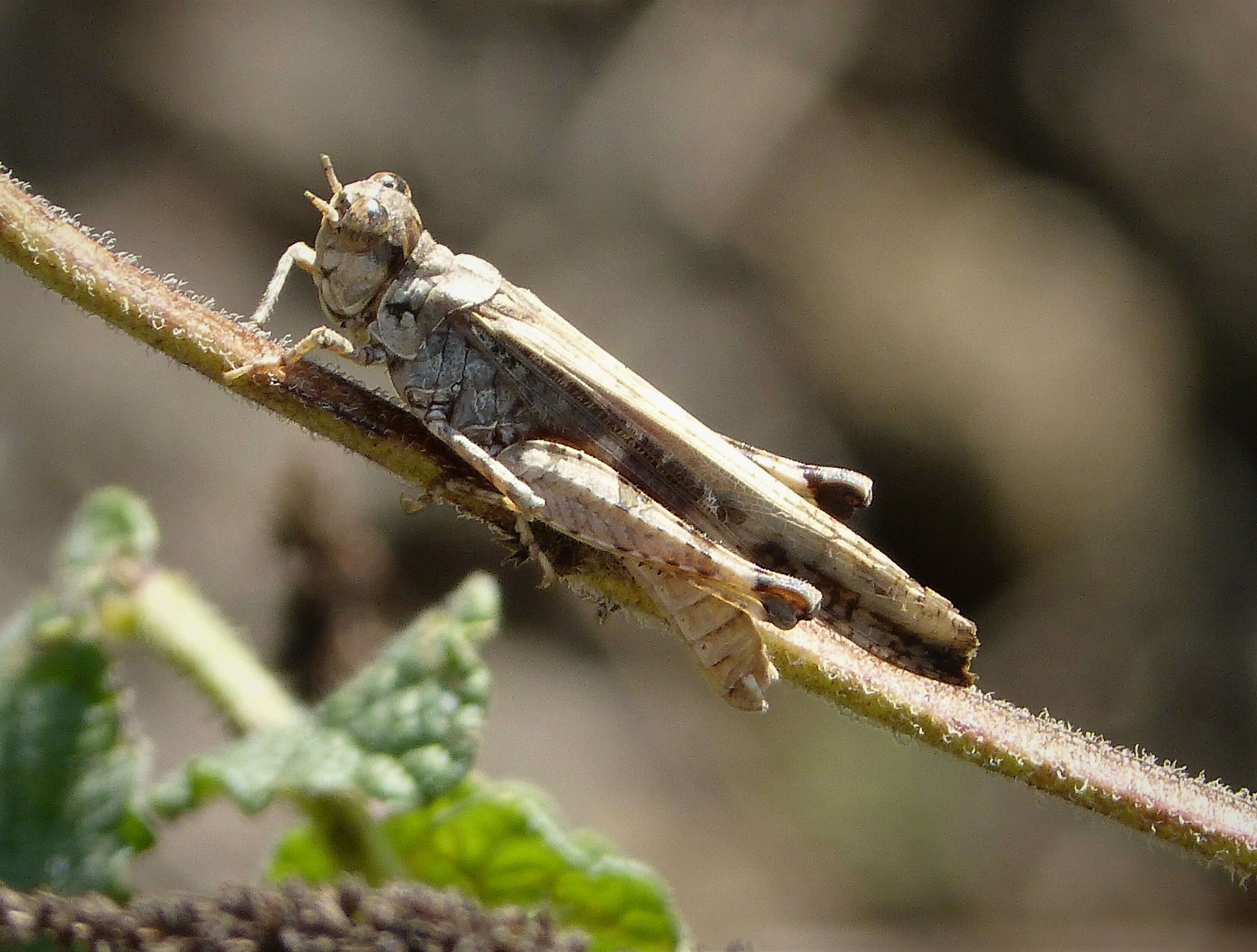 Acrotylus patruelis (Herrich-Schäffer 1838)的圖片