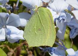 Image of Gonepteryx cleopatra (Linnaeus 1767)