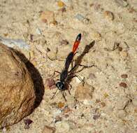 Image of Ammophila W. Kirby 1798