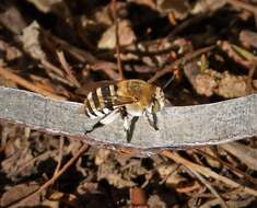 Image of Amegilla quadrifasciata (de Villers 1789)