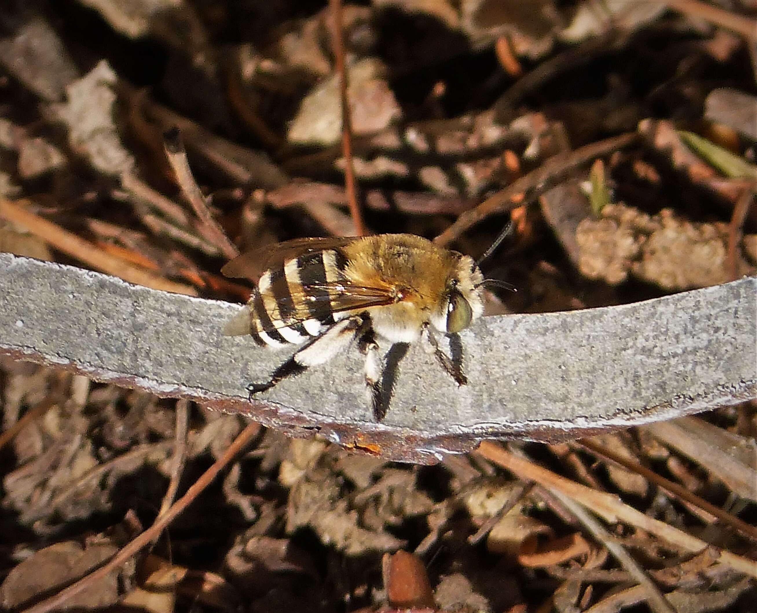 Image of Amegilla quadrifasciata (de Villers 1789)