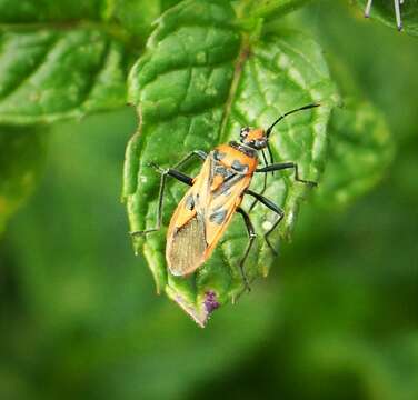 Image of black & red squash bug