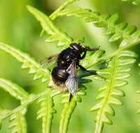 Image of bumblebee hoverfly