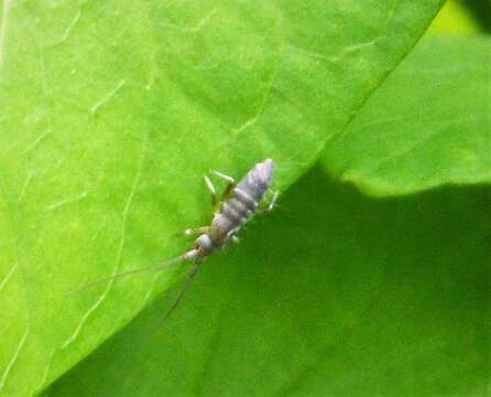 Image of Springtail