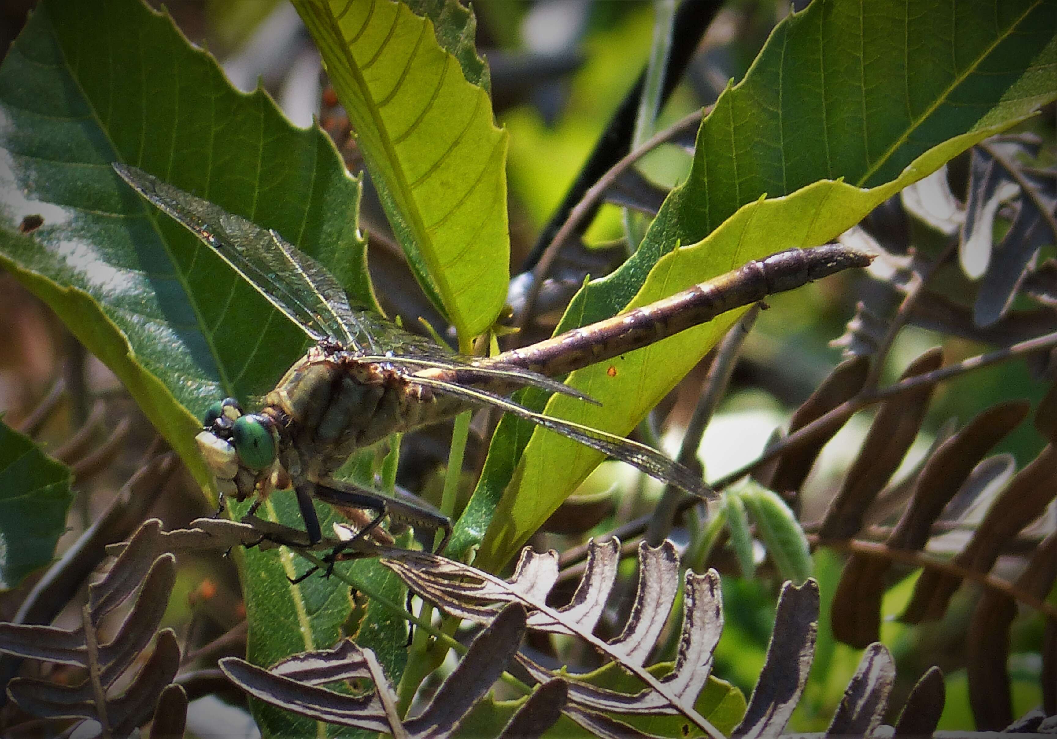 Image of Gray-green Clubtail