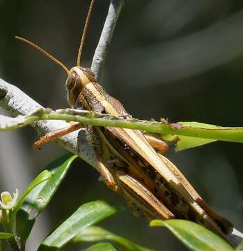 Image of American Bird Grasshopper