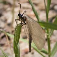 Image of Antlion