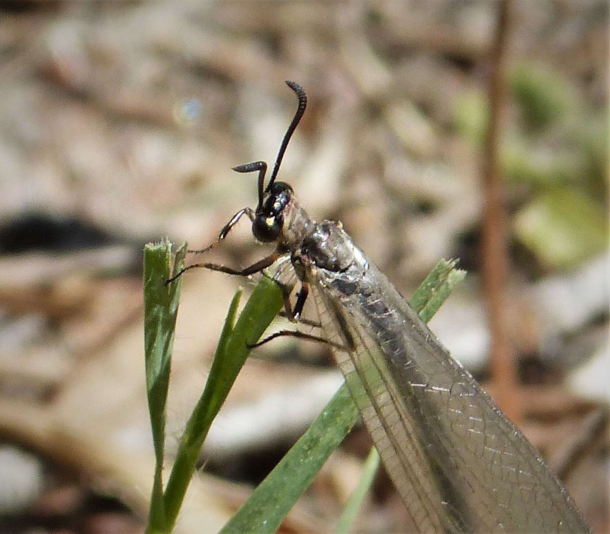 Image of Antlion