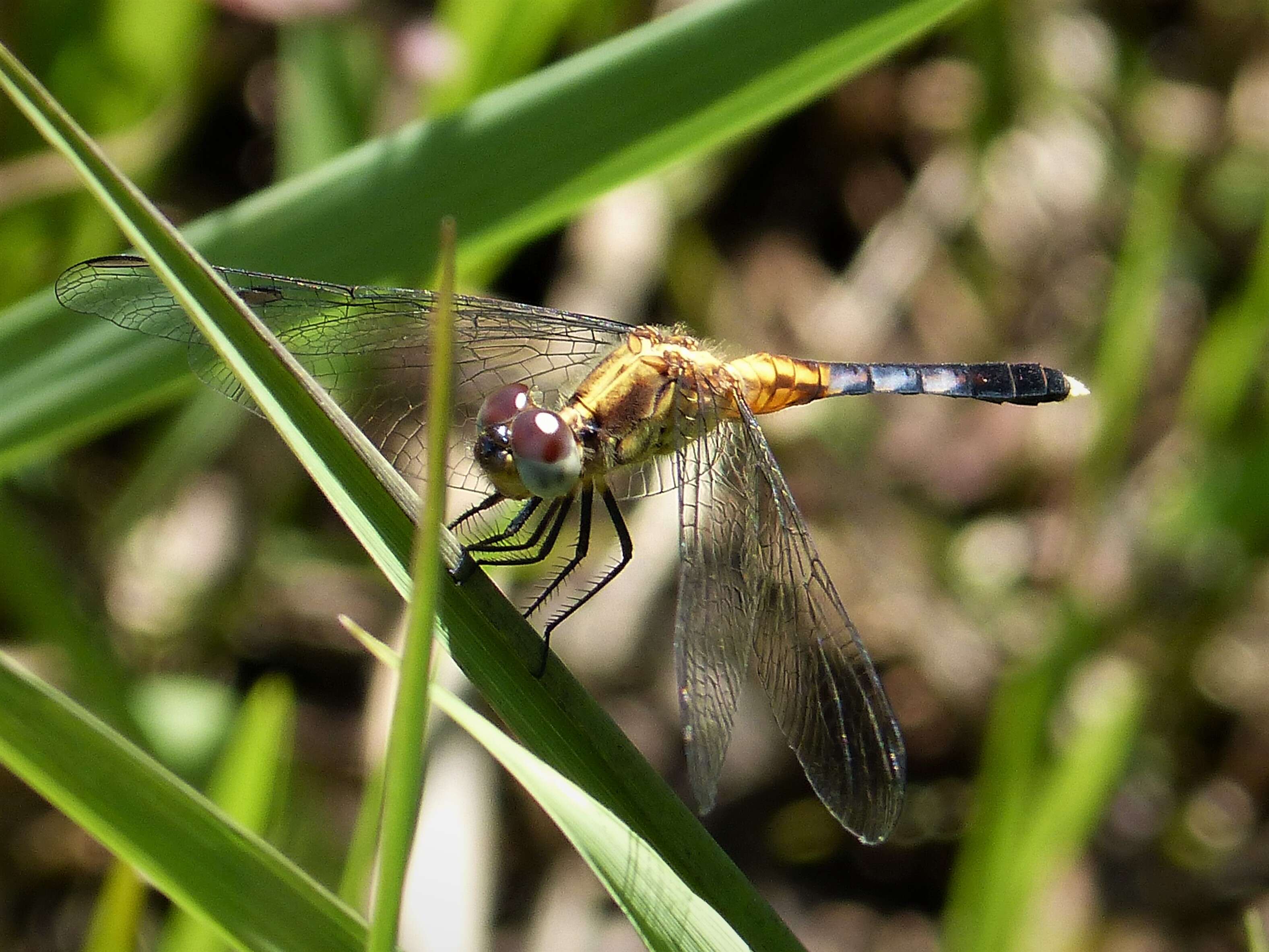 Image of Little Blue Dragonlet