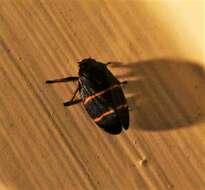 Image of Two-lined Spittlebug